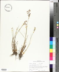 Juncus brevicaudatus image