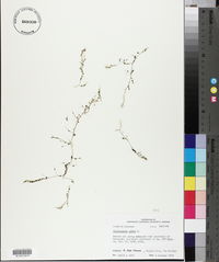 Utricularia gibba image