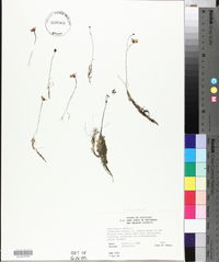 Utricularia gibba image