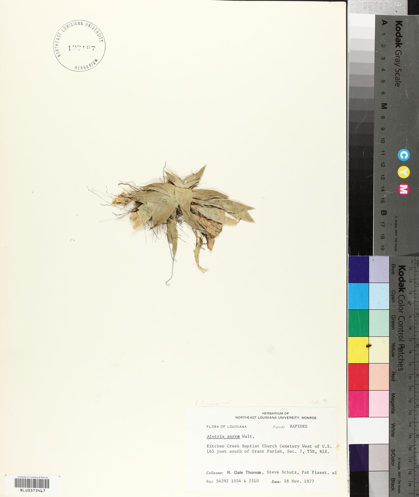 Aletris aurea image