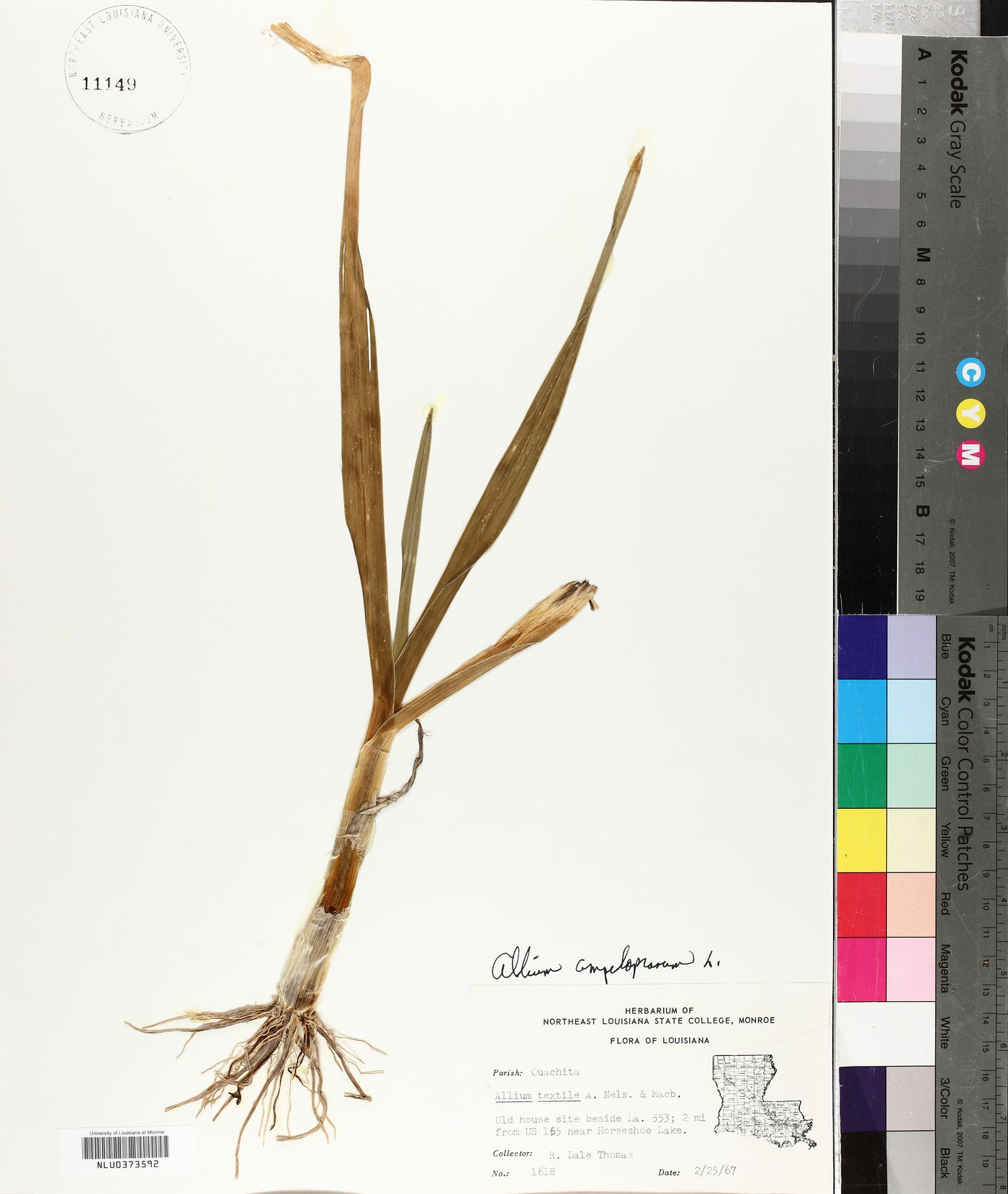 Allium ampeloprasum image