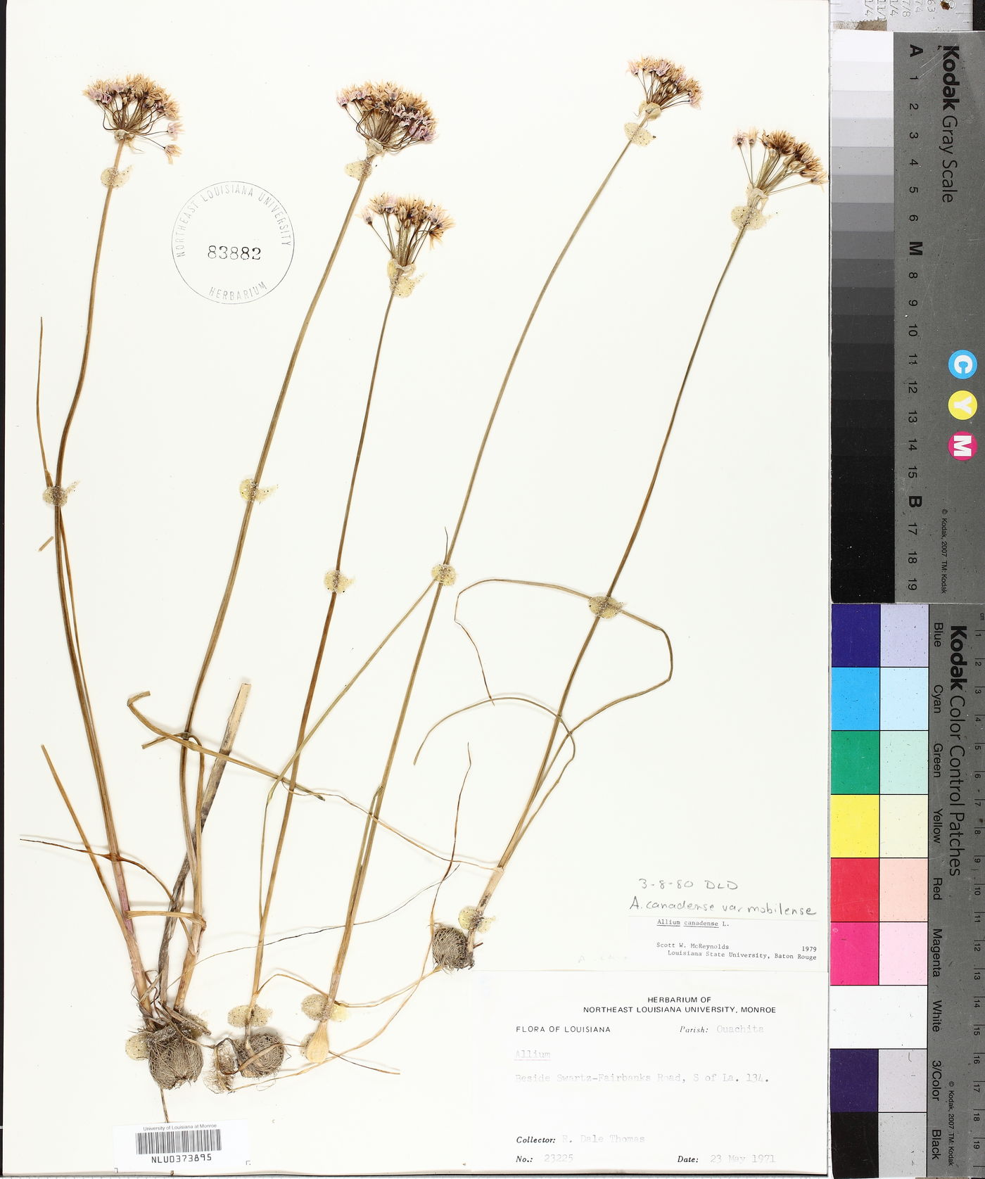 Allium canadense var. mobilense image