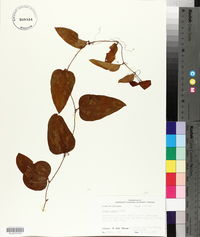 Smilax glauca image