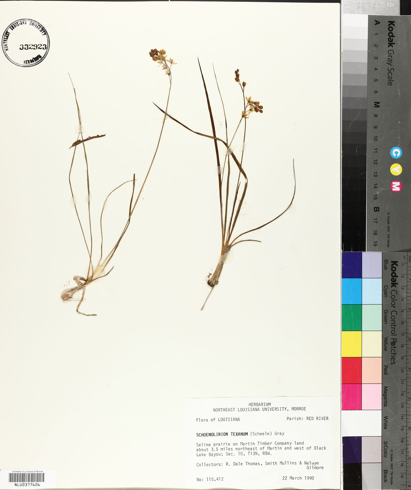 Schoenolirion wrightii image