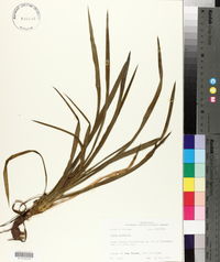 Yucca aloifolia image