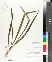 Yucca louisianensis image