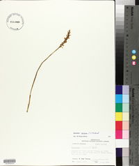 Spiranthes cernua image