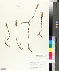 Spiranthes cernua image