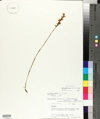 Spiranthes cernua image