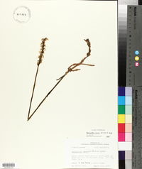 Spiranthes cernua image