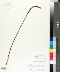 Spiranthes cernua image