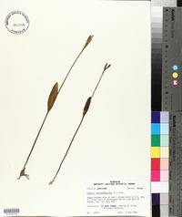Pogonia ophioglossoides image