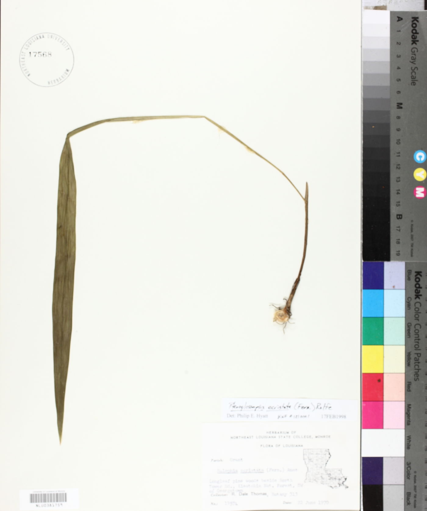 Pteroglossaspis ecristata image