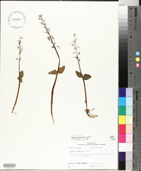 Listera australis image