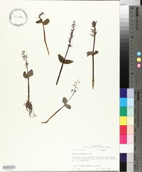 Listera australis image