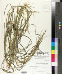 Andropogon virginicus var. virginicus image