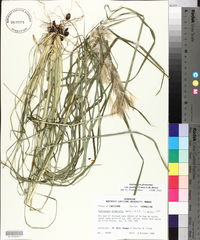 Andropogon glomeratus image