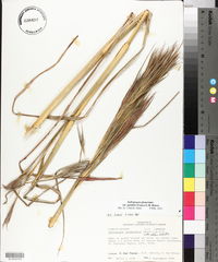 Andropogon glomeratus var. pumilus image