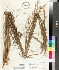 Andropogon virginicus var. virginicus image