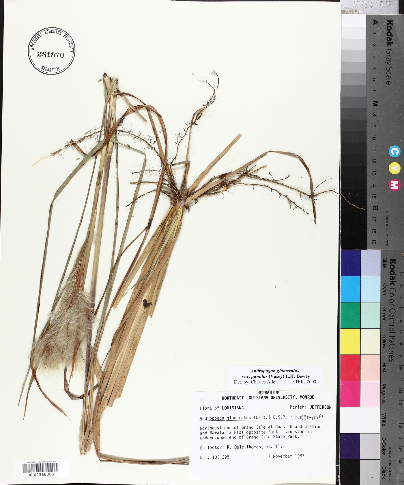 Andropogon glomeratus var. pumilus image