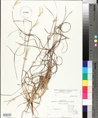 Andropogon ternarius image