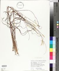 Andropogon ternarius image