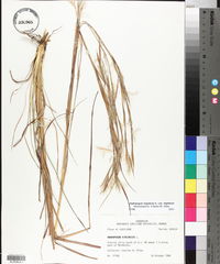 Andropogon virginicus var. virginicus image