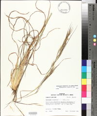 Andropogon capillipes image