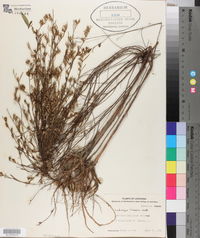 Ludwigia linearis image
