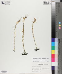 Polygala ramosa image