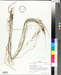 Aristida desmantha image