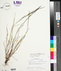 Aristida longespica image