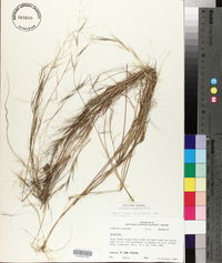 Aristida oligantha image