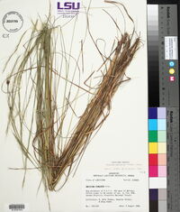 Aristida palustris image