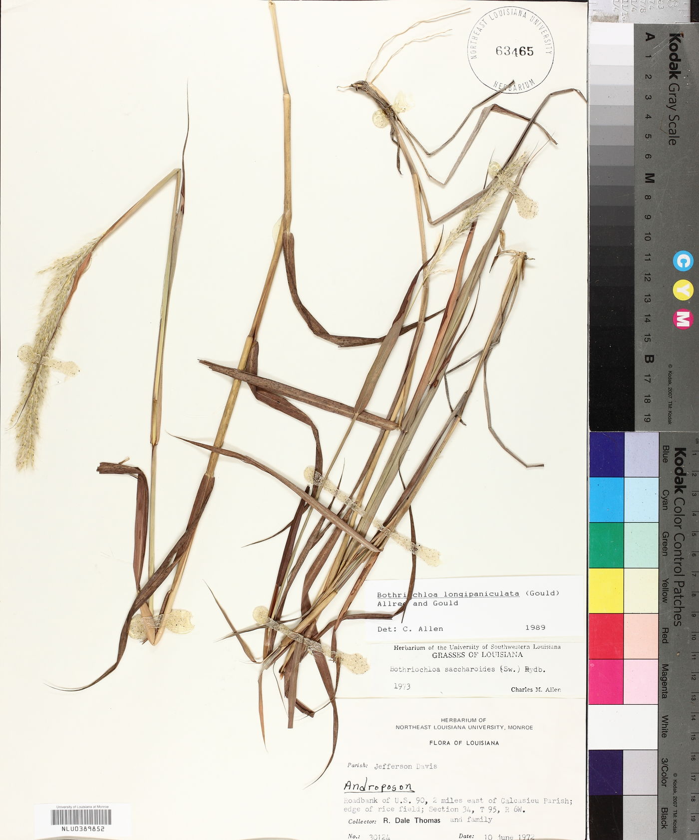 Bothriochloa longipaniculata image