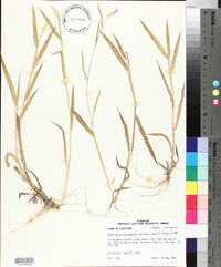 Urochloa platyphylla image