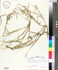 Urochloa platyphylla image