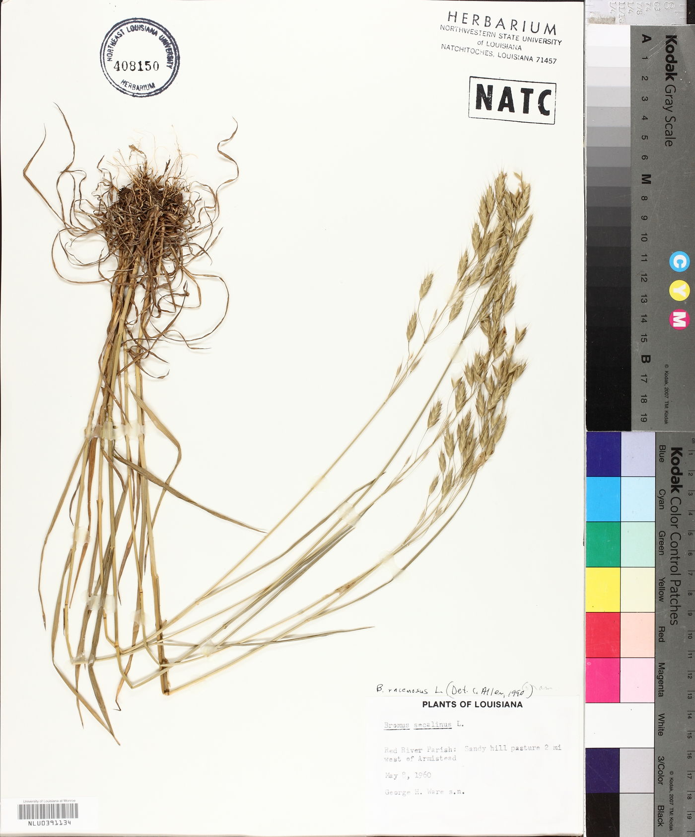 Bromus racemosus image