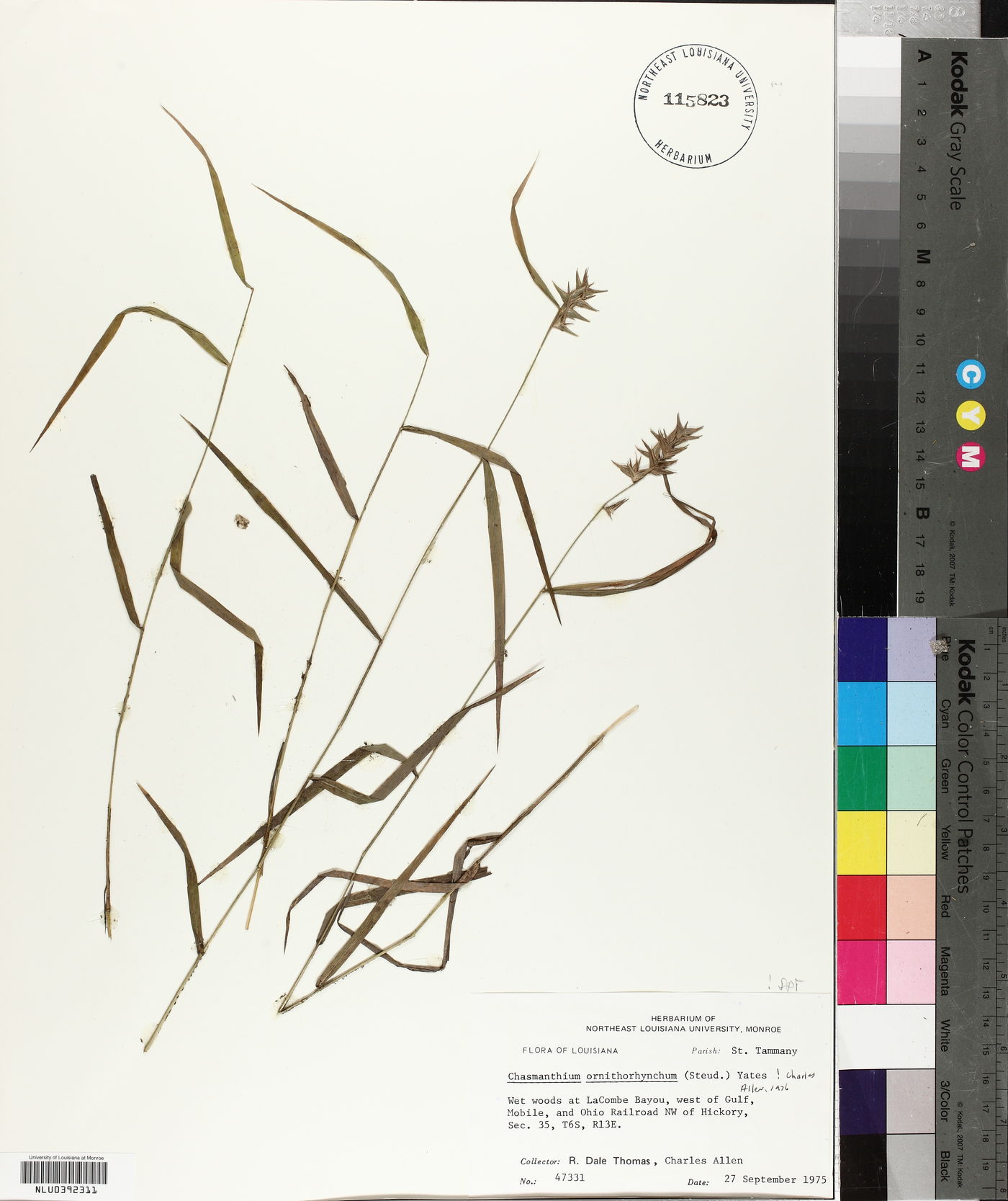 Chasmanthium ornithorhynchum image