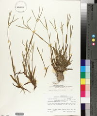 Digitaria ischaemum image