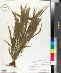 Eragrostis japonica image