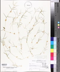 Eragrostis hypnoides image