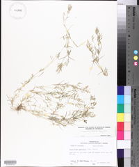 Eragrostis hypnoides image