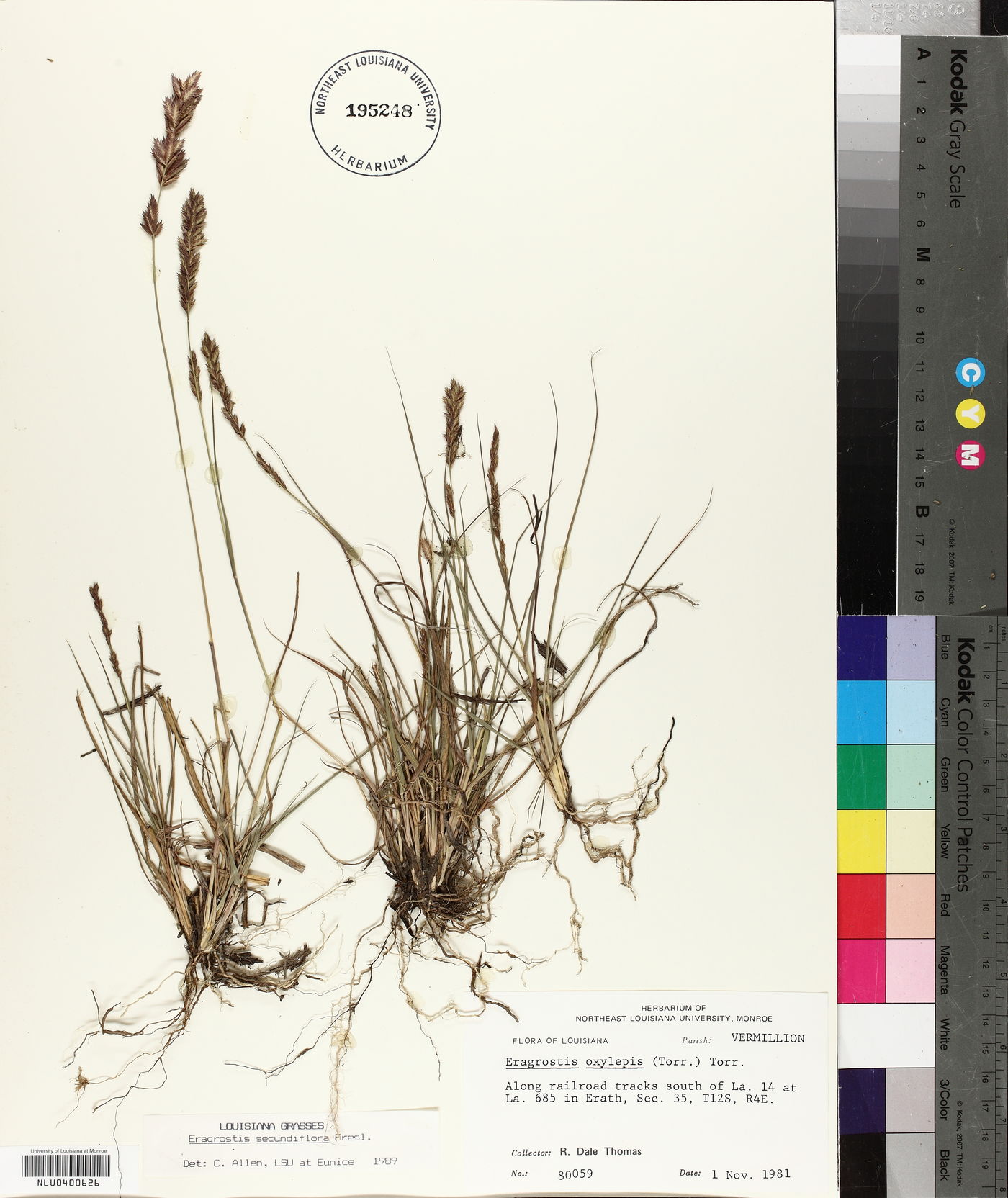 Eragrostis secundiflora image