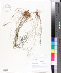 Eragrostis pilosa image