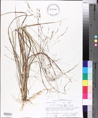 Eragrostis refracta image