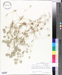 Eragrostis reptans image