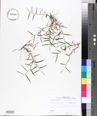 Muhlenbergia schreberi image