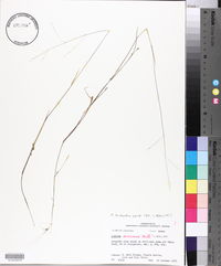 Kellochloa brachyantha image