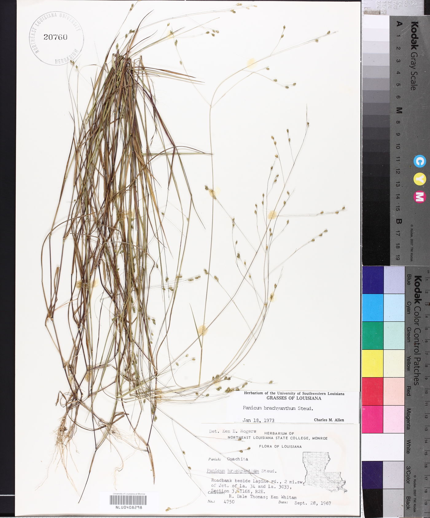 Kellochloa brachyantha image